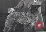 Immagine di Barboncino francese New York United States USA, 1939, secondo 18 filmato di repertorio 65675059008