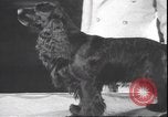 Immagine di Barboncino francese New York United States USA, 1939, secondo 21 filmato di repertorio 65675059008