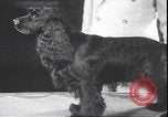 Immagine di Barboncino francese New York United States USA, 1939, secondo 22 filmato di repertorio 65675059008