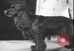 Immagine di Barboncino francese New York United States USA, 1939, secondo 23 filmato di repertorio 65675059008