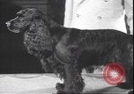 Immagine di Barboncino francese New York United States USA, 1939, secondo 24 filmato di repertorio 65675059008