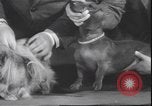Immagine di Barboncino francese New York United States USA, 1939, secondo 26 filmato di repertorio 65675059008