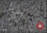 Standbild Weizen ernten Washington State United States USA, 1943, aus Sekunde 12 historischem Filmmaterial Videoclip 65675059036