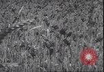 Standbild Weizen ernten Washington State United States USA, 1943, aus Sekunde 13 historischem Filmmaterial Videoclip 65675059036