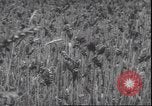 Standbild Weizen ernten Washington State United States USA, 1943, aus Sekunde 14 historischem Filmmaterial Videoclip 65675059036