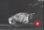Standbild Leiche von Mussolini Italien, 1945, aus Sekunde 9 historischem Filmmaterial Videoclip 65675059077