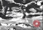 Immagine di I soldati tedeschi in condizioni fangose Unione Sovietica, 1944, secondo 5 filmato di repertorio 65675059095