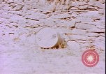 Image of United States sailors Okinawa Ryukyu Islands, 1945, second 36 stock footage video 65675059113