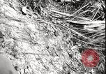 Immagine di Generale MacArthur Balikpapan Borneo Indonesia, 1945, secondo 41 filmato di repertorio 65675059138