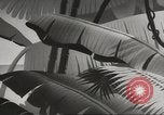 Standbild Private Snafu United States USA, 1945, aus Sekunde 31 historischem Filmmaterial Videoclip 65675059191