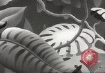 Standbild Private Snafu United States USA, 1945, aus Sekunde 35 historischem Filmmaterial Videoclip 65675059191