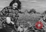 Image of Antioch College students Yellow Springs Ohio USA, 1942, second 39 stock footage video 65675059213