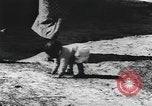 Image of African American daily life rural 1940s United States USA, 1940, second 18 stock footage video 65675059214