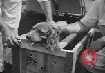 Image of Pistol Head New York United States USA, 1944, second 12 stock footage video 65675059238