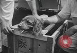 Image of Pistol Head New York United States USA, 1944, second 13 stock footage video 65675059238