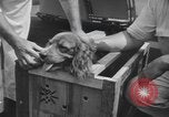Image of Pistol Head New York United States USA, 1944, second 14 stock footage video 65675059238