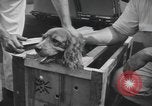 Image of Pistol Head New York United States USA, 1944, second 15 stock footage video 65675059238