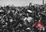Image of Women Navy personnel United States USA, 1944, second 17 stock footage video 65675059239