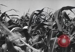 Image of Women Navy personnel United States USA, 1944, second 21 stock footage video 65675059239
