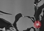 Image of Women Navy personnel United States USA, 1944, second 28 stock footage video 65675059239