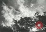 Image of forest fire Topanga California USA, 1936, second 32 stock footage video 65675059251