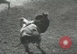 Immagine di Pendleton Round Up rodeo Pendleton Oregon USA, 1936, secondo 48 filmato di repertorio 65675059256