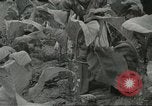 Image of National Tobacco Festival South Boston Virginia USA, 1936, second 15 stock footage video 65675059257