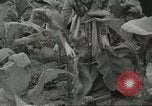 Image of National Tobacco Festival South Boston Virginia USA, 1936, second 16 stock footage video 65675059257