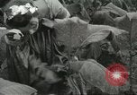Image of National Tobacco Festival South Boston Virginia USA, 1936, second 17 stock footage video 65675059257