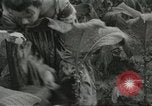 Image of National Tobacco Festival South Boston Virginia USA, 1936, second 18 stock footage video 65675059257