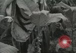 Image of National Tobacco Festival South Boston Virginia USA, 1936, second 19 stock footage video 65675059257