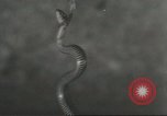 Standbild Snake Elgin Illinois USA, 1932, aus Sekunde 22 historischem Filmmaterial Videoclip 65675059264