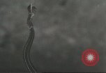 Standbild Snake Elgin Illinois USA, 1932, aus Sekunde 24 historischem Filmmaterial Videoclip 65675059264