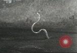 Standbild Snake Elgin Illinois USA, 1932, aus Sekunde 25 historischem Filmmaterial Videoclip 65675059264