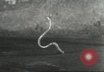 Standbild Snake Elgin Illinois USA, 1932, aus Sekunde 26 historischem Filmmaterial Videoclip 65675059264