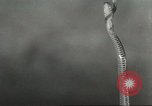 Standbild Snake Elgin Illinois USA, 1932, aus Sekunde 34 historischem Filmmaterial Videoclip 65675059264
