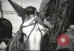 Image of mule pulled wagon Las Vegas Nevada USA, 1952, second 39 stock footage video 65675059276