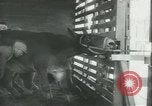Immagine di Muli United States USA, 1943, secondo 12 filmato di repertorio 65675059295