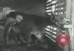 Immagine di Muli United States USA, 1943, secondo 13 filmato di repertorio 65675059295