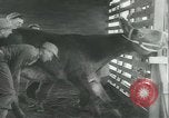 Immagine di Muli United States USA, 1943, secondo 14 filmato di repertorio 65675059295