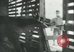 Immagine di Muli United States USA, 1943, secondo 25 filmato di repertorio 65675059295