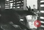 Immagine di Muli United States USA, 1943, secondo 26 filmato di repertorio 65675059295