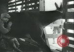 Immagine di Muli United States USA, 1943, secondo 27 filmato di repertorio 65675059295