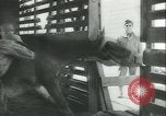 Immagine di Muli United States USA, 1943, secondo 28 filmato di repertorio 65675059295