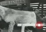 Immagine di Muli United States USA, 1943, secondo 32 filmato di repertorio 65675059295