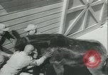 Immagine di Muli United States USA, 1943, secondo 35 filmato di repertorio 65675059295