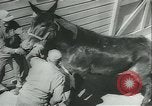 Immagine di Muli United States USA, 1943, secondo 36 filmato di repertorio 65675059295