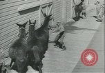 Immagine di Muli United States USA, 1943, secondo 37 filmato di repertorio 65675059295