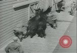 Immagine di Muli United States USA, 1943, secondo 38 filmato di repertorio 65675059295