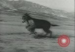 Immagine di Muli United States USA, 1943, secondo 45 filmato di repertorio 65675059295